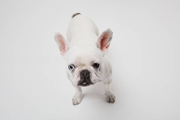 french bulldog with dark nose head up on white background