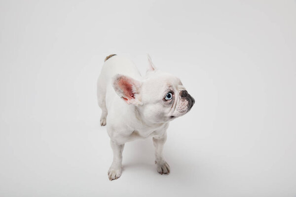 french bulldog with black nose on white background