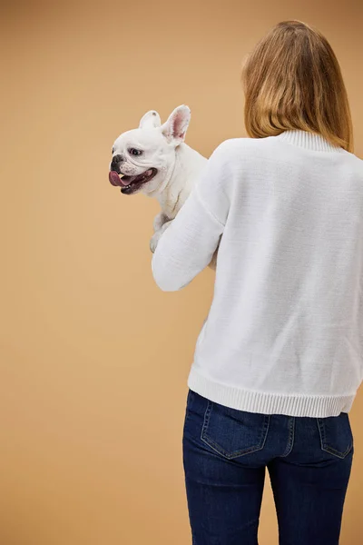 Woman White Sweater Blue Jeans Holding French Bulldog Beige Background — Stock Photo, Image