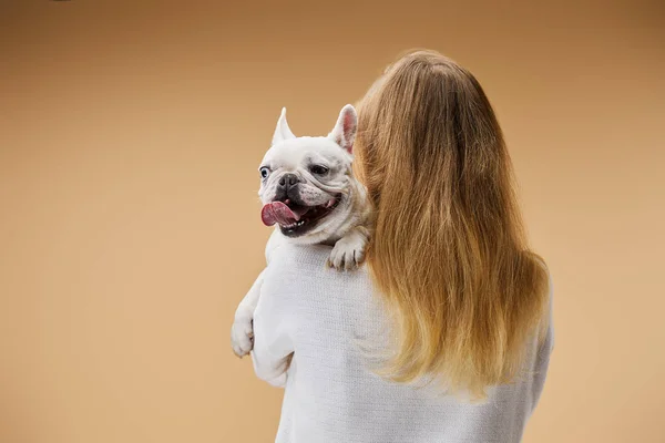 Frau Weißen Pullover Hält Auf Schulter Französische Bulldogge Mit Dunkler — Stockfoto