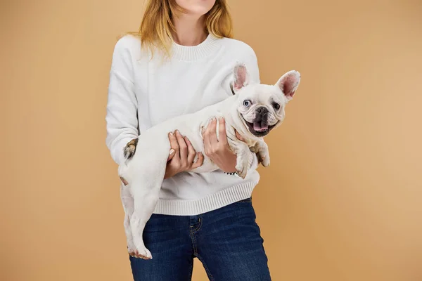 Ausgeschnittene Ansicht Einer Frau Weißen Pullover Mit Französischer Bulldogge Auf — Stockfoto