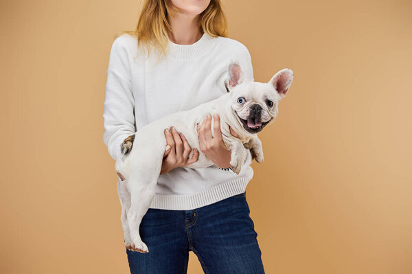 cropped view of woman in white sweater holding french bulldog on beige background