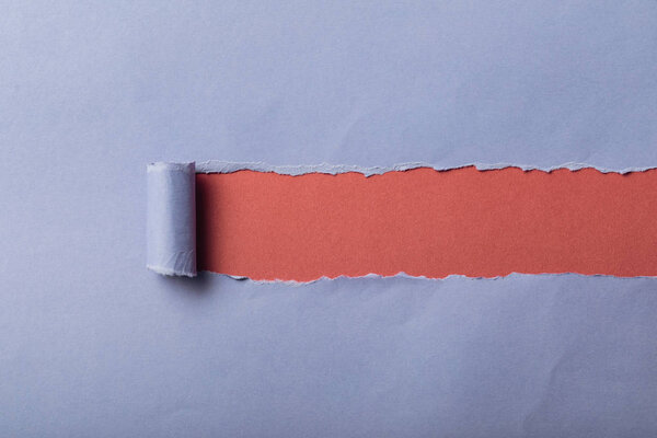 torn blue paper with rolled edge on pink background
