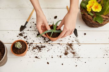 aloe saksının içinde dikim bahçıvan görünümünü kırpılmış 
