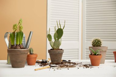kaktüsler, aloe ve kil Çiçeklik beyaz masada sümbül 