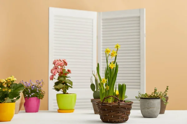 Gula Påskliljor Rosa Och Lila Blommor Vitt Bord — Stockfoto