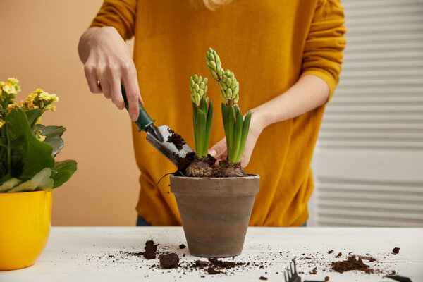 partial view of gardener planting hyacinth in clay flowerpot with spade