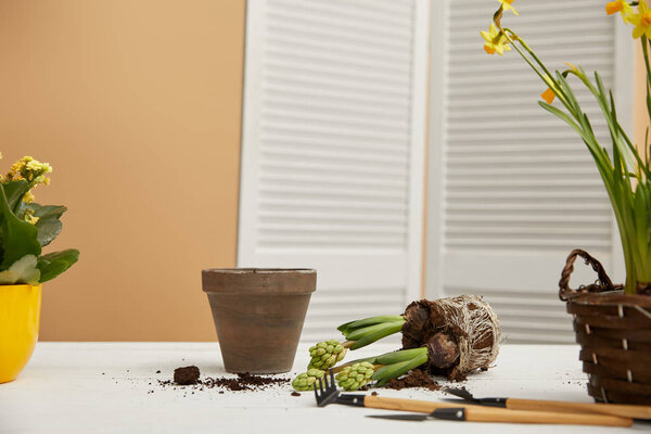 clay flowerpot with hyacinth in dirt on white table 