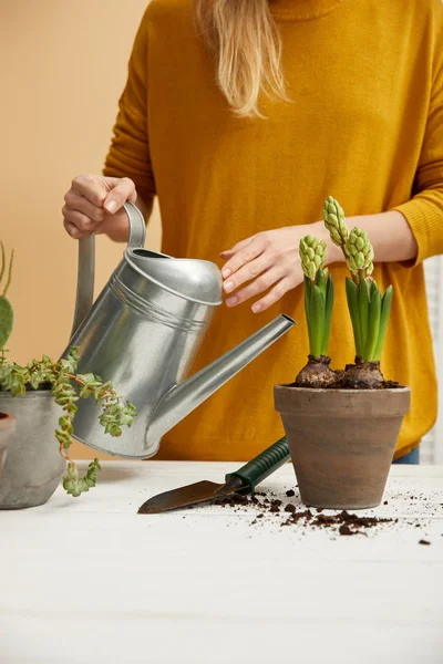 Partial View Gardener Watering Hyacinth Clay Flowerpot — Stock Photo, Image