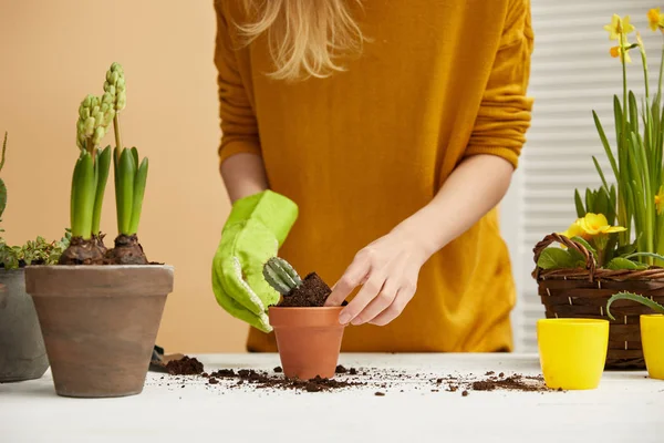 Partial View Gardener Yellow Sweater Planting Cactus Flowerpot — Stock Photo, Image