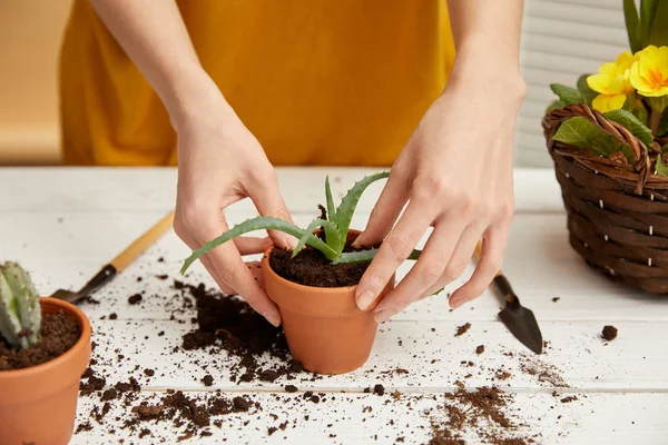 Sebagian Tampilan Tukang Kebun Sweter Menanam Aloe Pot Bunga — Stok Foto