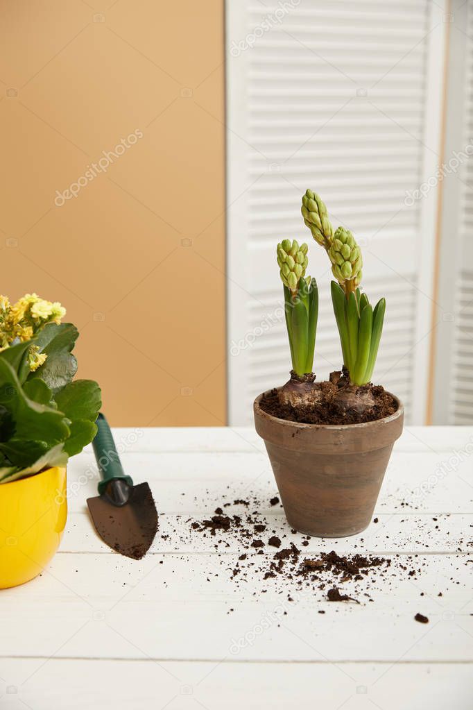 yellow flowers and hyacinth in clay flowerpot with spade 