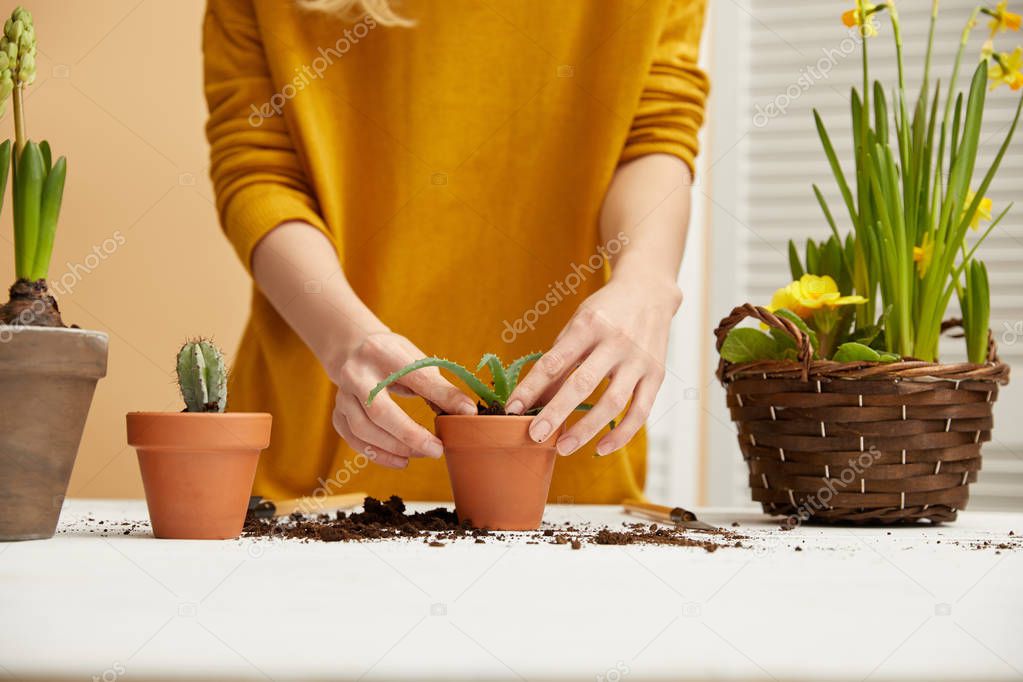 cropped view of gardener in sweater planting aloe in flowerpot 