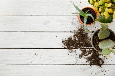 kopya alanı ile beyaz tabloda aloe, kaktüs ve sarı çiçek Üstten Görünüm 