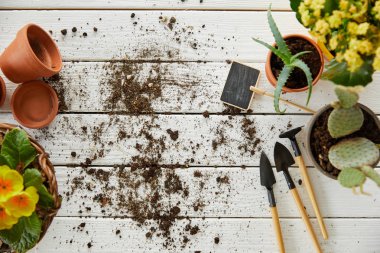 araçları ile beyaz tabloda aloe, kaktüs ve sarı çiçek Üstten Görünüm 
