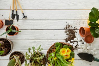 Araçlar ve taşlar ile beyaz tabloda aloe, kaktüs ve sarı çiçek Üstten Görünüm 