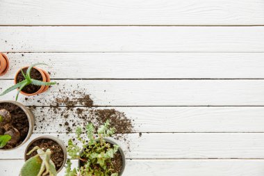 kopya alanı ile beyaz tabloda aloe, kaktüs ve bitkilerin Üstten Görünüm 