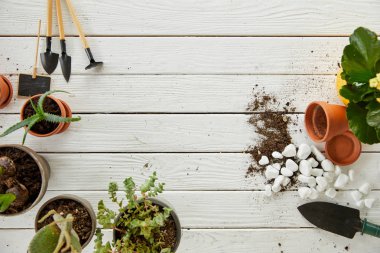 aloe, kaktüs araçları ve taşlar beyaz tahta masada Üstten Görünüm 