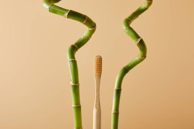bamboo toothbrush and green bamboo stems on beige background clipart