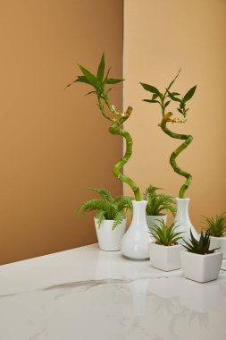 Yeşil Bambu kök vazo ve tencere bitkiler beyaz masa ve bej arka planı yansıtmadaki yanında ile