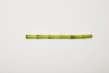 top view of green bamboo stem on white background clipart