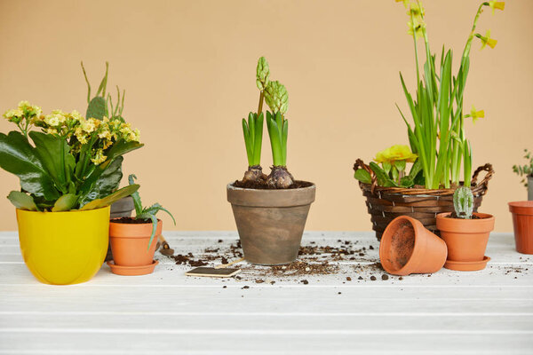 daffodils, hyacinth, cactus and aloe in clay flowerpots 