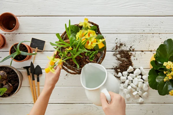 Beskuren Bild Kvinna Vattning Påskliljor Med Kannan — Stockfoto