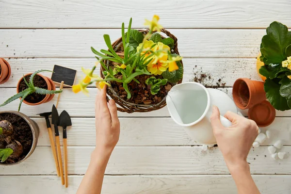 Partial View Woman Watering Daffodils Jug — Stock Photo, Image