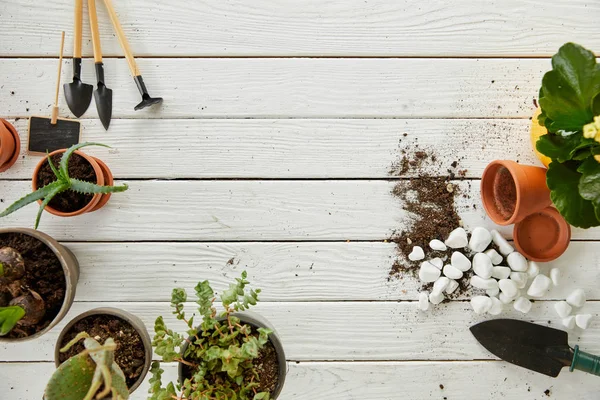 Top View Aloe Cactus White Wooden Table Tools Stones — Stock Photo, Image