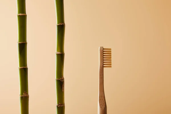 Bambu Tandborste Och Grön Bambu Stjälkar Beige Bakgrund — Stockfoto