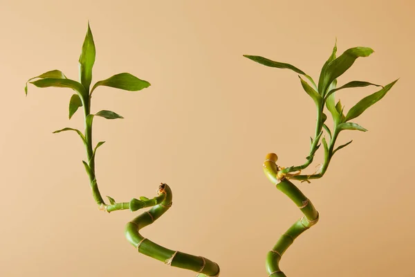 Зеленый Бамбук Стебли Листьями Бежевом Фоне — стоковое фото