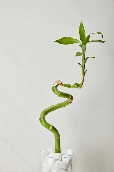 Green Bamboo Stem Vase Stones White Marble Background — Stock Photo, Image