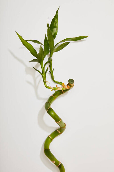 top view of green bamboo stem with leaves on white background