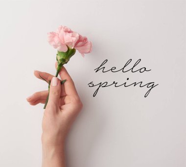 partial view of woman holding pink carnation on grey background with hello spring lettering clipart