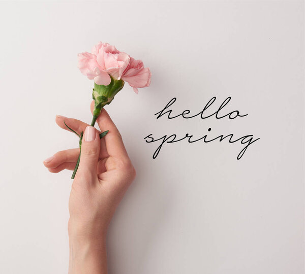partial view of woman holding pink carnation on grey background with hello spring lettering