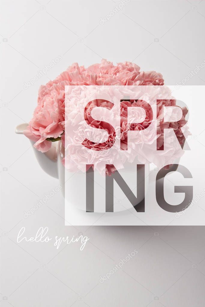 pink carnation flowers in white teapot on grey background with spring illustration 