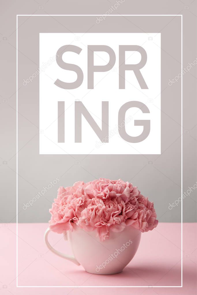 pink carnation flowers in white cup on grey background with spring lettering