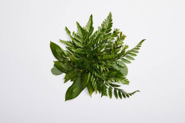 composition of fresh green fern leaves isolated on grey background clipart
