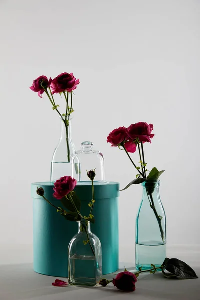 粉红色的玫瑰在透明的瓶子与绿松石礼品盒隔离在灰色与阴影 — 图库照片