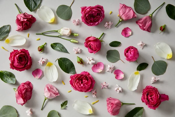 Fondo Floral Rosas Rosadas Brotes Hojas Pétalos Aislados Gris — Foto de Stock