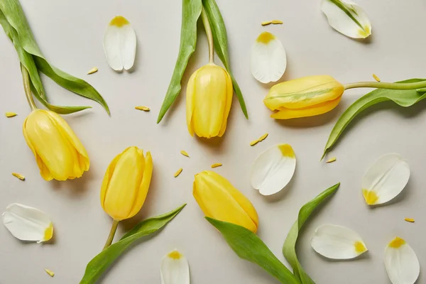 花びらと黄色のチューリップが白で隔離の平面図 — ストック写真