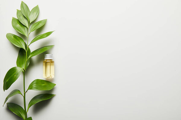 Top view of essential oil in bottle and green leaves on white background