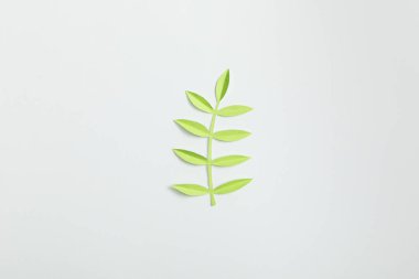 gri arka plan üzerinde üstten görünüm ile yeşil kağıt bitkinin yaprakları