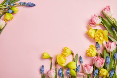 pembe bir arka plan üzerinde Pembe Lale, sümbül mavi ve sarı nergis Üstten Görünüm