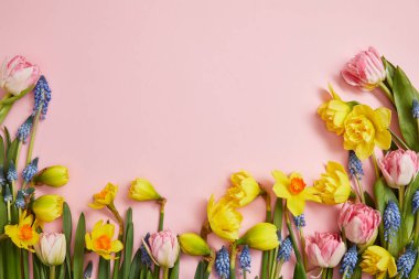top view of beautiful pink tulips, blue hyacinths and yellow daffodils on pink background clipart