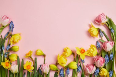 top view of fresh pink tulips, blue hyacinths and yellow daffodils on pink background clipart