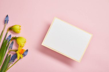 pembe bir arka plan üzerinde beyaz boş oyun kağıdı, mavi sümbül ve sarı nergis Üstten Görünüm 