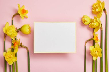 pembe bir arka plan üzerinde beyaz boş oyun kağıdı ve güzel sarı nergis Üstten Görünüm