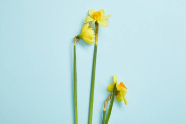top view of beautiful yellow narcissus flowers on blue  clipart