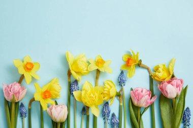 top view of pink tulips, yellow daffodils and blue hyacinths on blue background  clipart